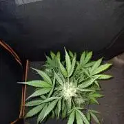 Bluematic Auto 2