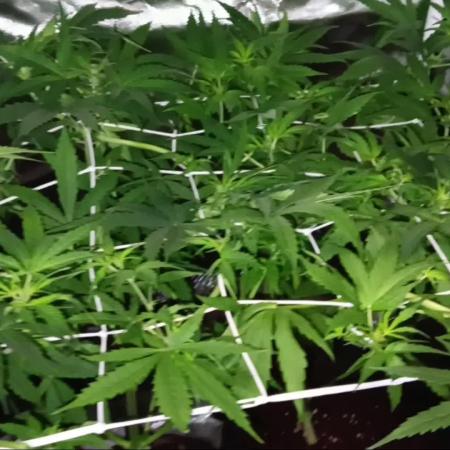 JVK Trainwreck Auto