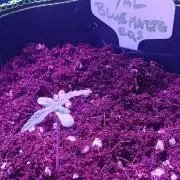 RQS Royal Bluematic Auto 2