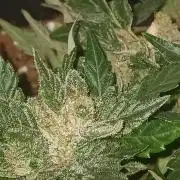 JVK Grow RQS Quickone2