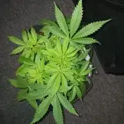 JVK Grow RQS Northern Lights Auto 1