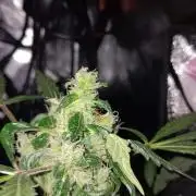 JVK Grow Royal Kush2