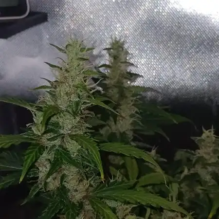 JVK Weedgrow