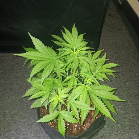 JVK Grow RQS Royal Bluematic Auto 1