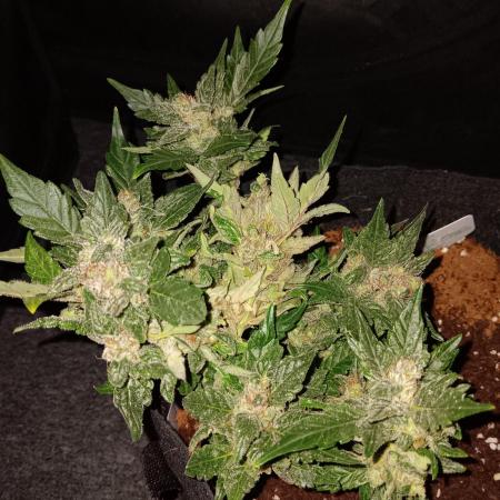 JVK Grow RQS Quickone2