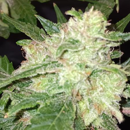 JVK Grow RQS Quickone