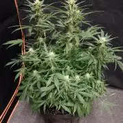 JVK Grow RQS Northern Lights Auto 1