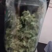 Amnesia Haze Auto 1