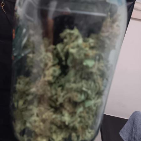 Amnesia Haze Auto 1