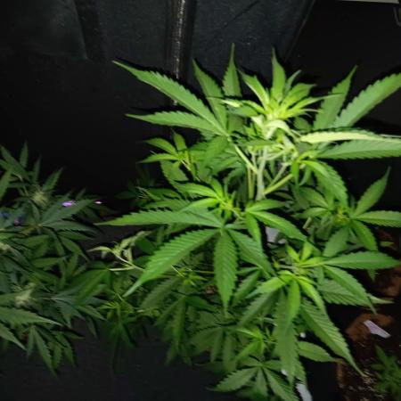 JVK Grow Royal Kush2