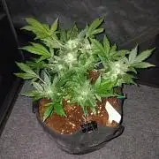 JVK Grow RQS Quickone2