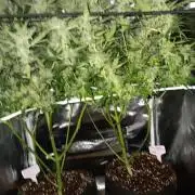 JVK Trainwreck Auto