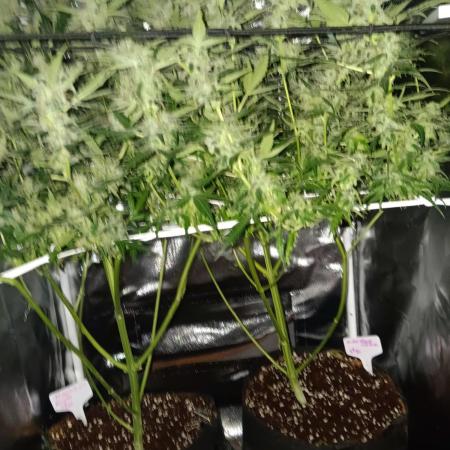 JVK Trainwreck Auto
