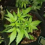 JVK Grow Quickone