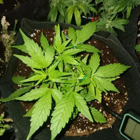 JVK Grow Quickone