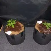 JVK Trainwreck Auto