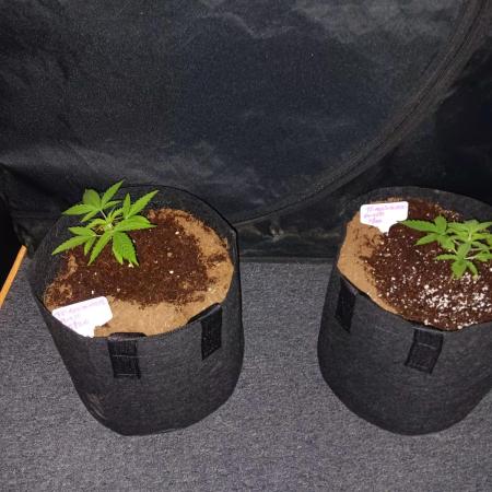 JVK Trainwreck Auto
