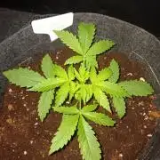 JVK Grow RQS Northern Lights Auto 1