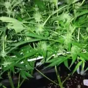 JVK Trainwreck Auto