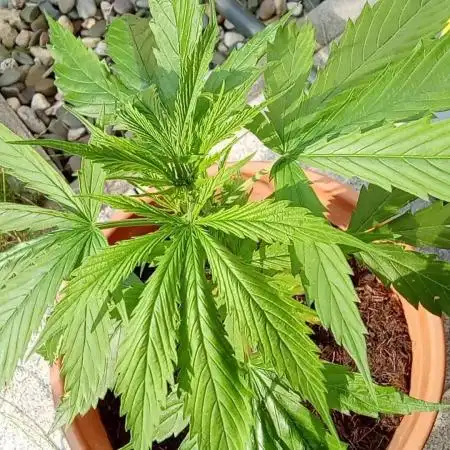 1st grow afghanisches Hecken kraut