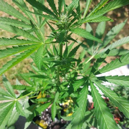 first time feminized and autoflower