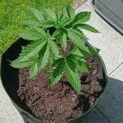 first time feminized and autoflower