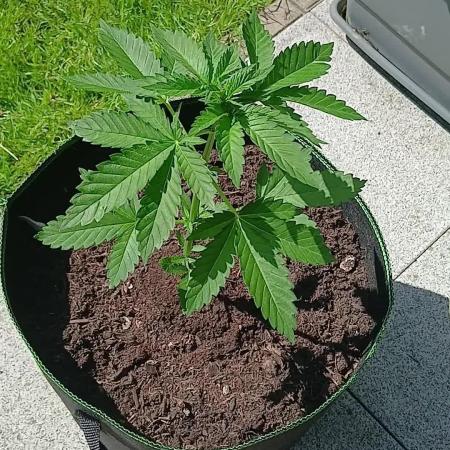 first time feminized and autoflower