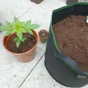 first time feminized and autoflower