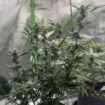 Seed to Harvest
