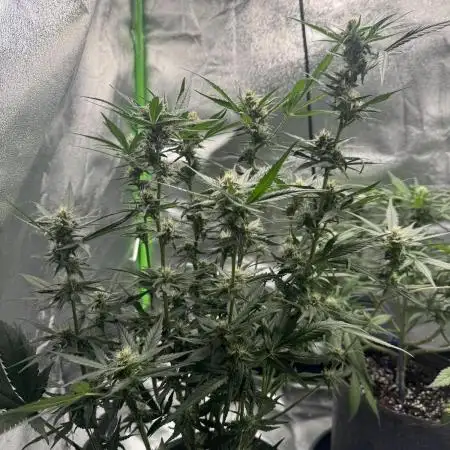 Seed to Harvest