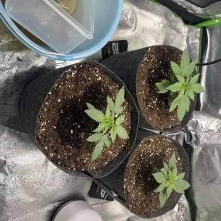Seed to Harvest