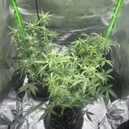 Seed to Harvest