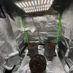 Seed to Harvest