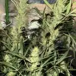Seed to Harvest