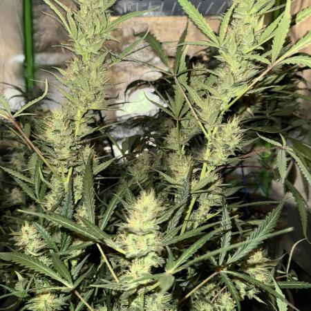 Seed to Harvest