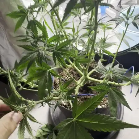 Seed to Harvest