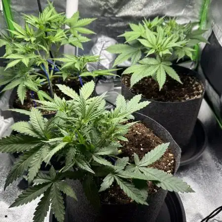 Seed to Harvest