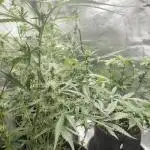 Seed to Harvest