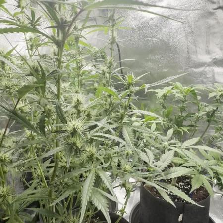 Seed to Harvest