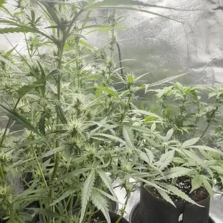 Seed to Harvest