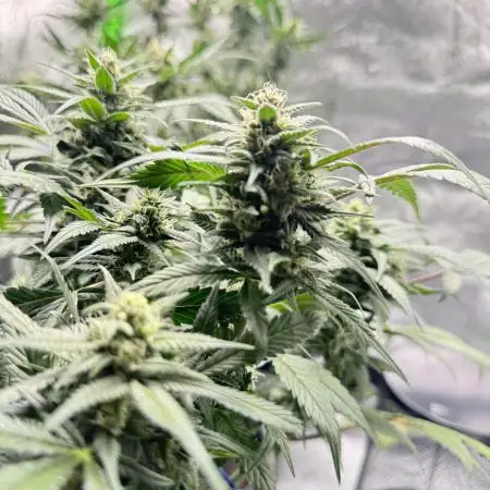 Seed to Harvest
