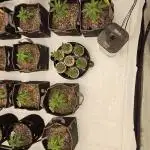 Seed junky