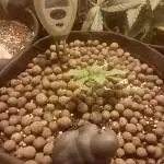 Blackberry Moonrocks