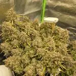 2nd grow