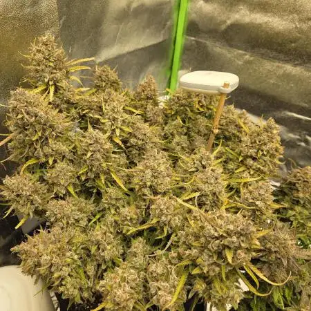 2nd grow