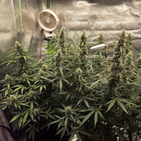 First grow 😀 stardawg & purple hulk