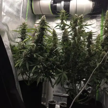 First grow 😀 stardawg & purple hulk