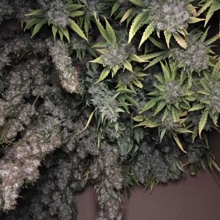 First grow 😀 stardawg & purple hulk