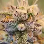 High Quality/Yield SCROG Grow