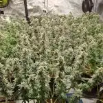 High Quality/Yield SCROG Grow